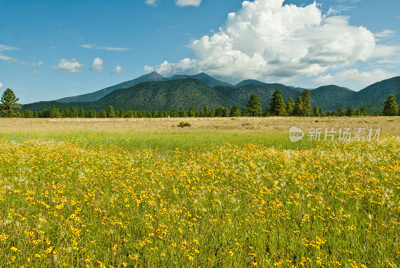 Meadow of Sunflowers and the San Francisco Peaks